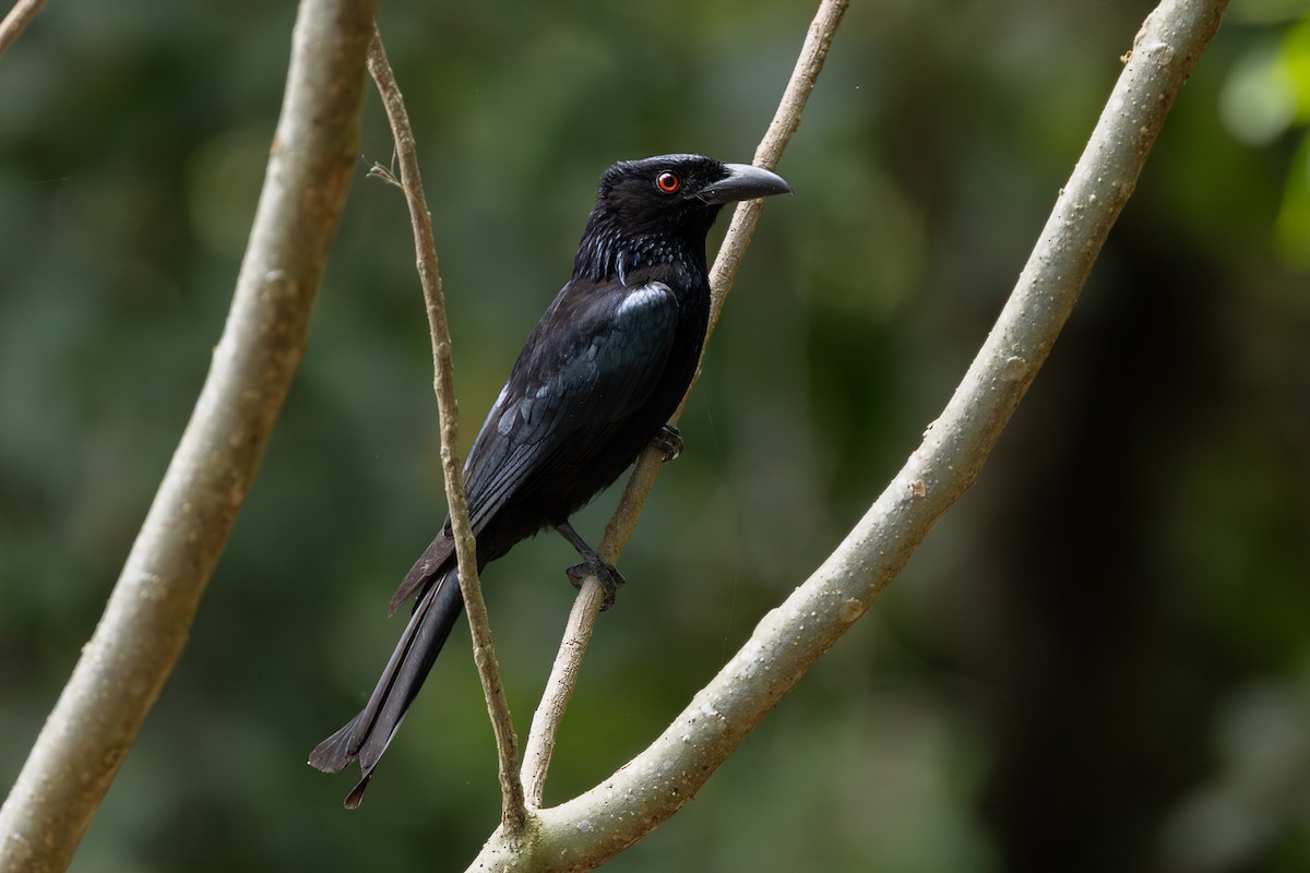 brokadedrongo - ML646722931