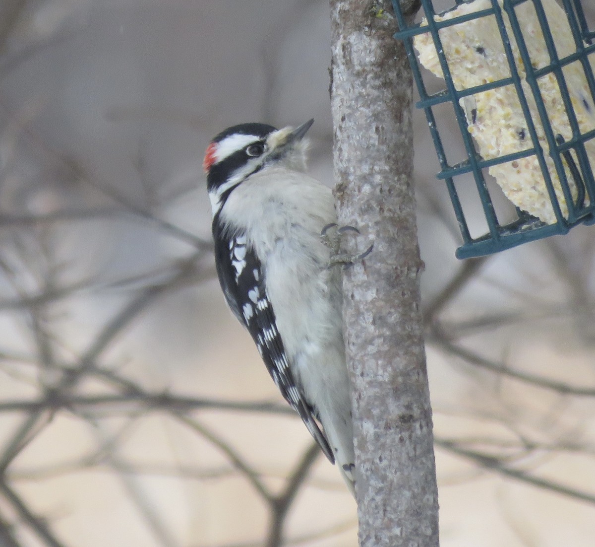 Downy Woodpecker - ML646722936