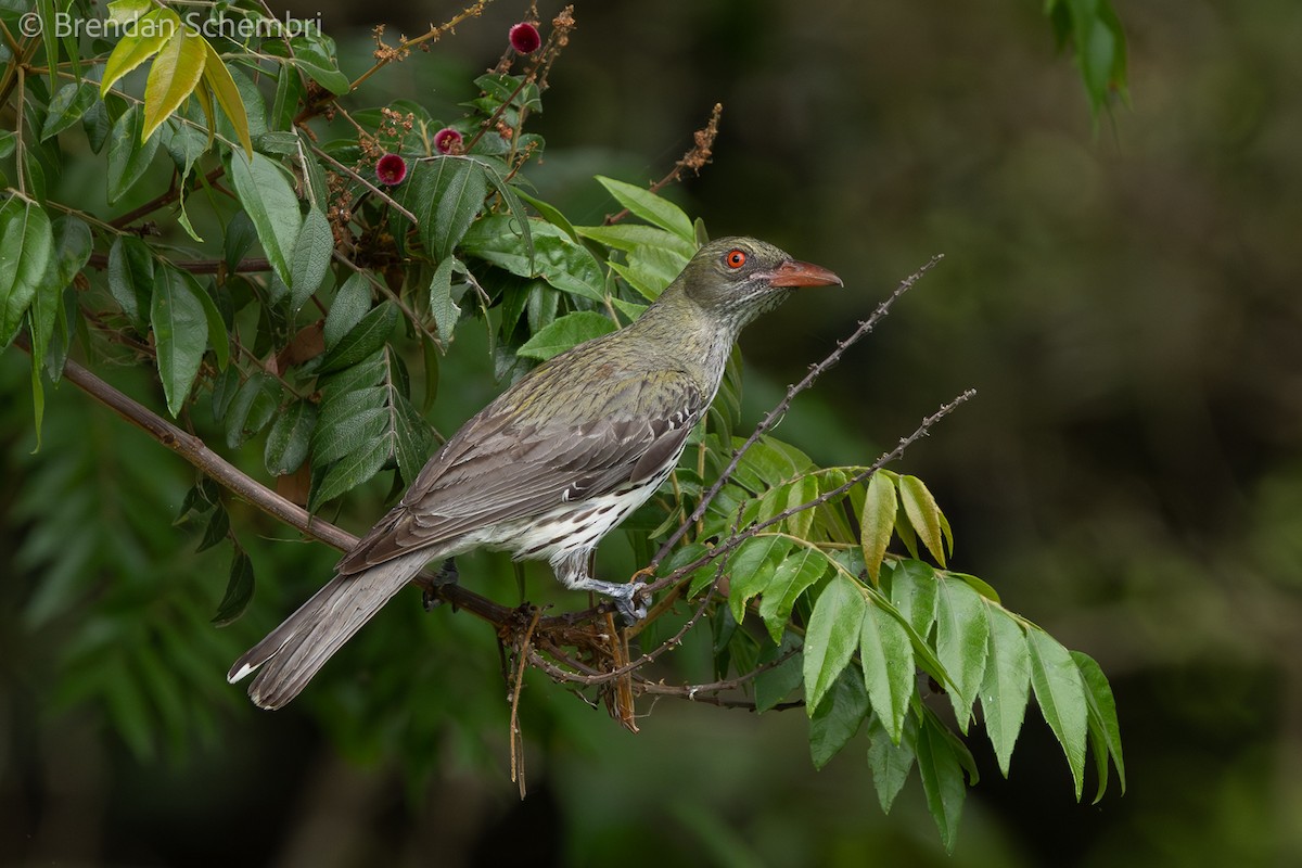 tårepirol - ML646722938