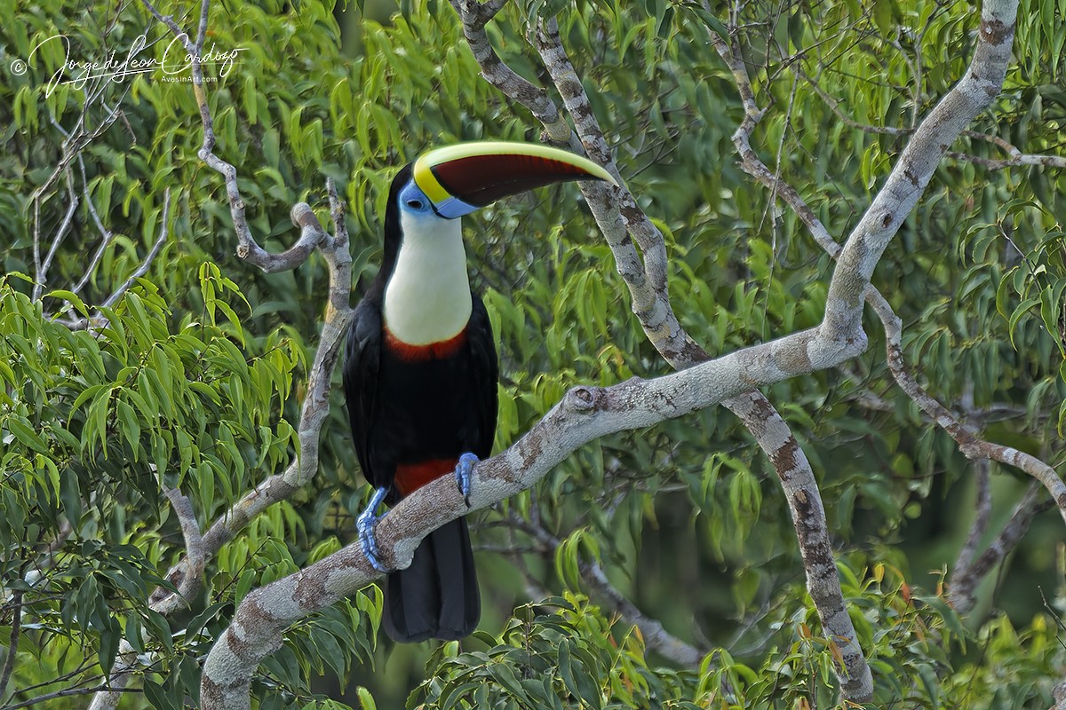 White-throated Toucan - ML646722939