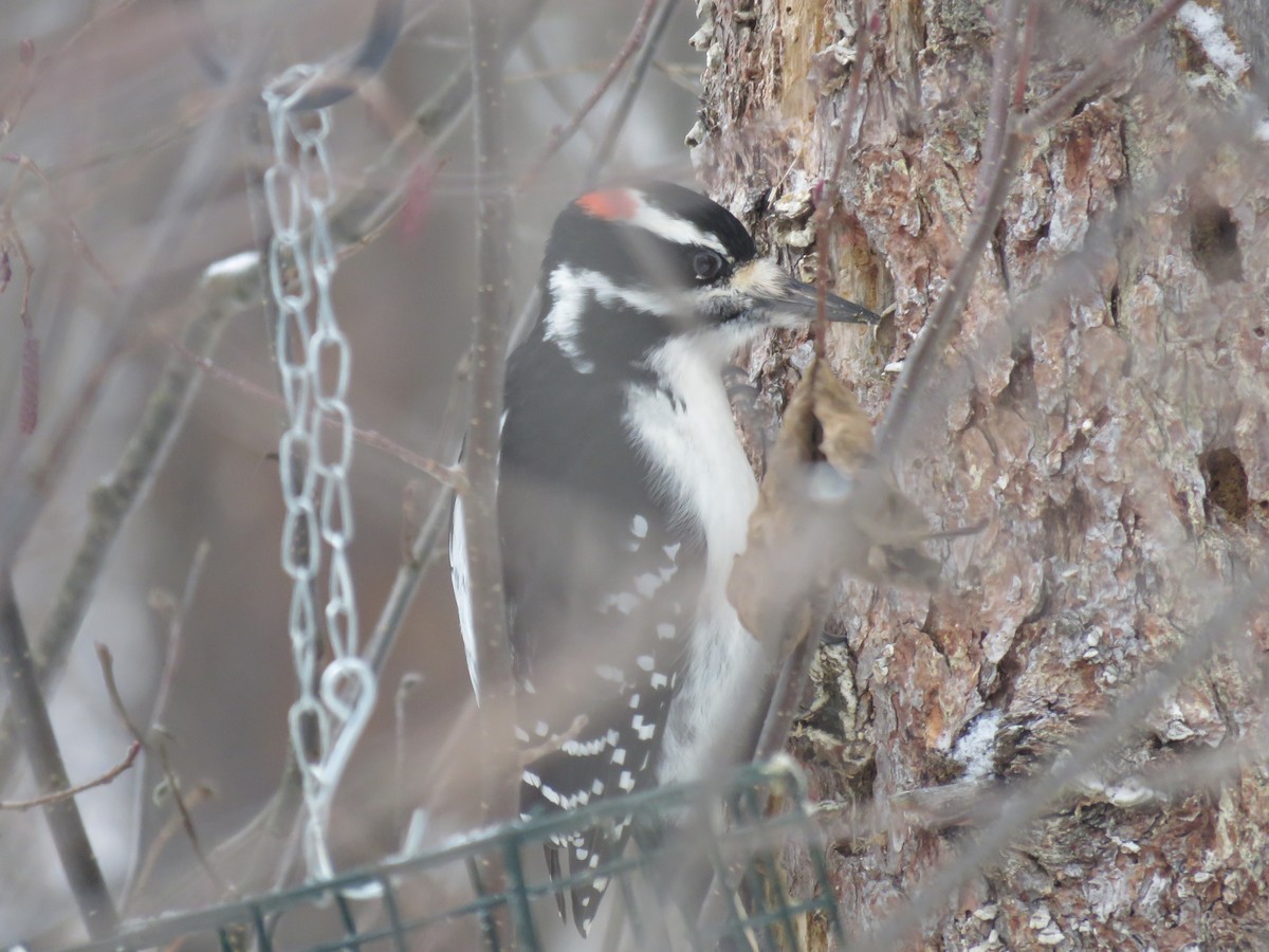 Дятел волохатий - ML646722948
