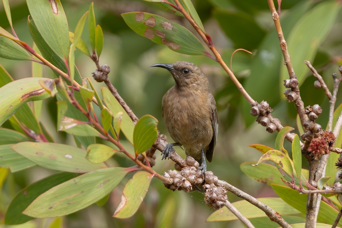 skyggehonningeter - ML646722949