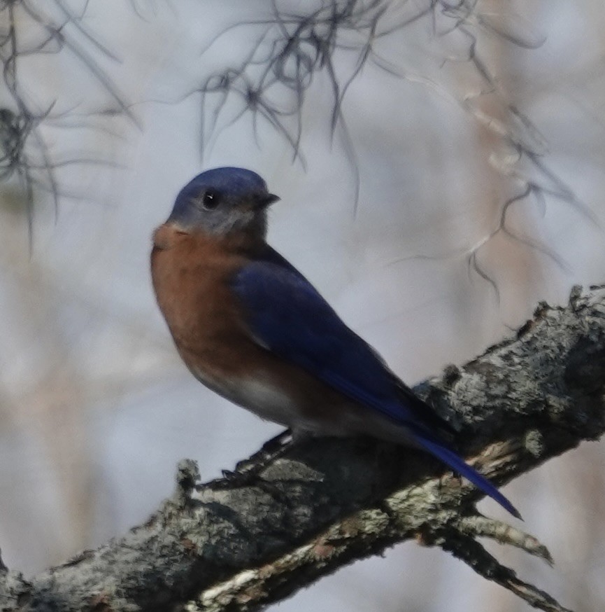 Azulejo Oriental - ML646722950