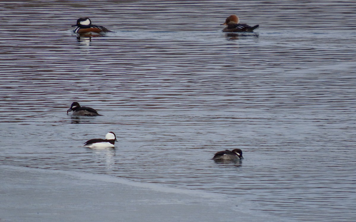 bøffeland - ML646722953