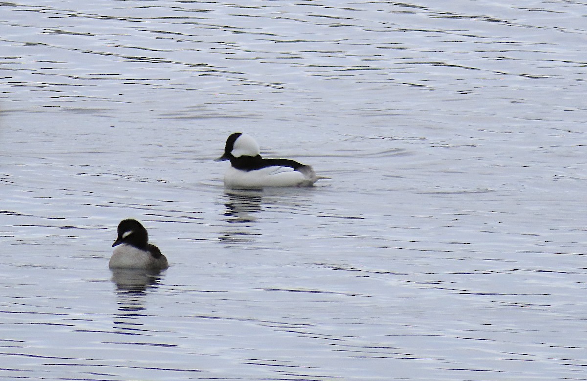 bøffeland - ML646722955