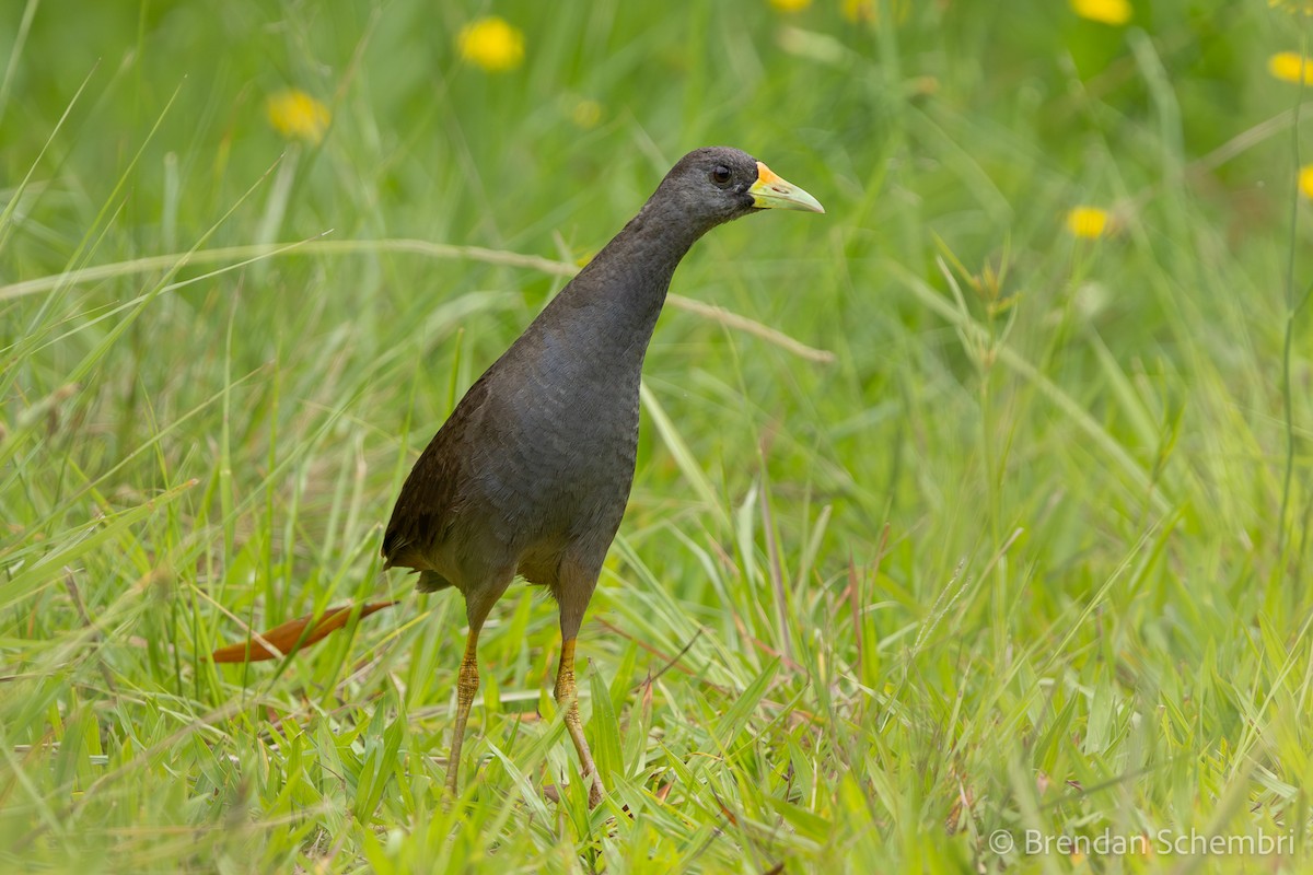 buskrikse - ML646722956