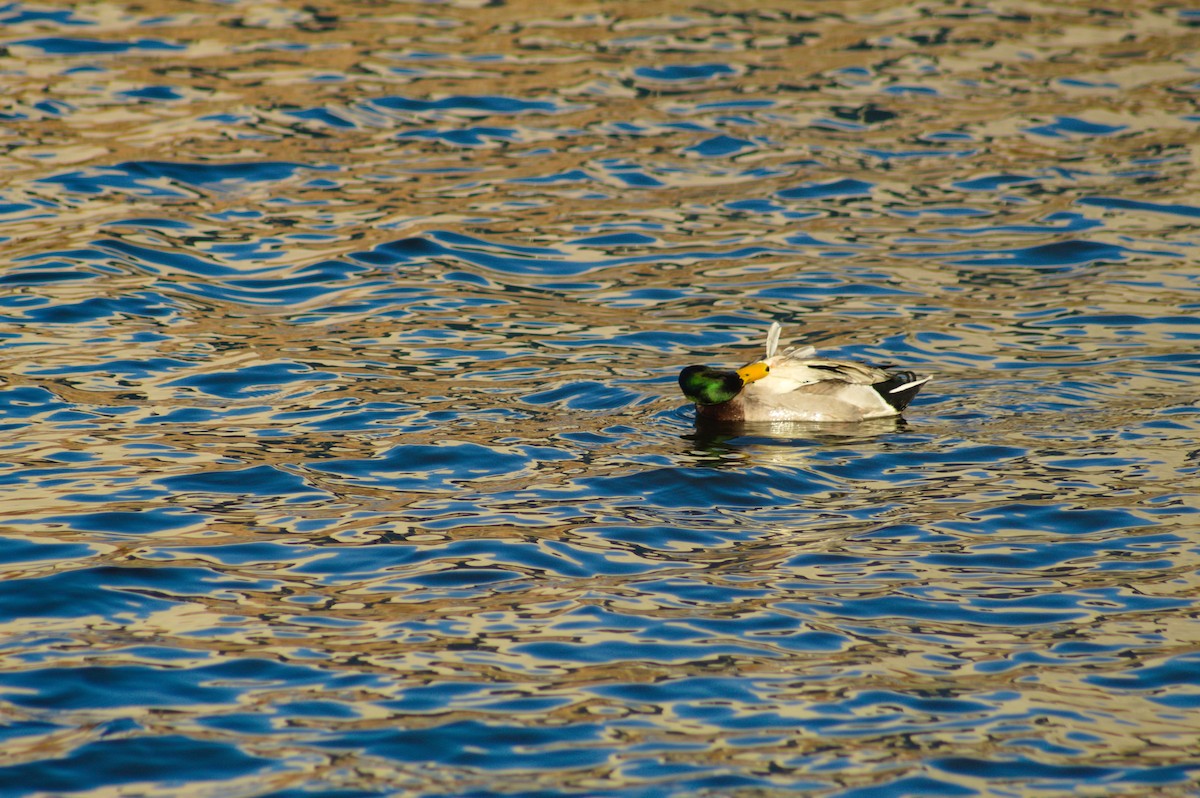 Mallard - ML646722959