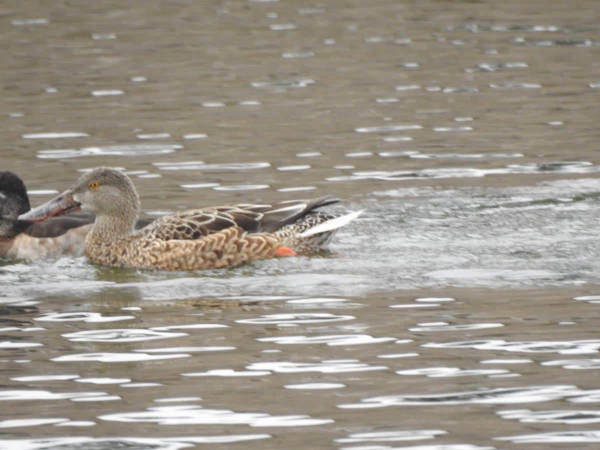 Cuchara Común - ML646722961