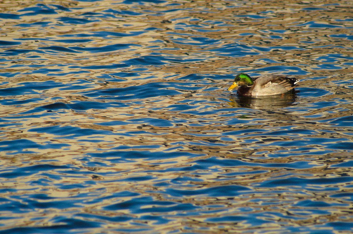 Mallard - ML646722962