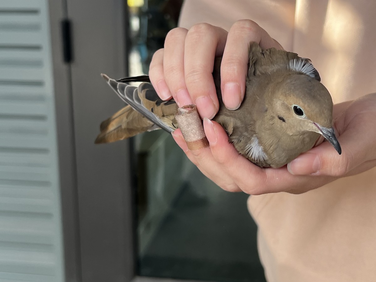 Mourning Dove - ML646722965