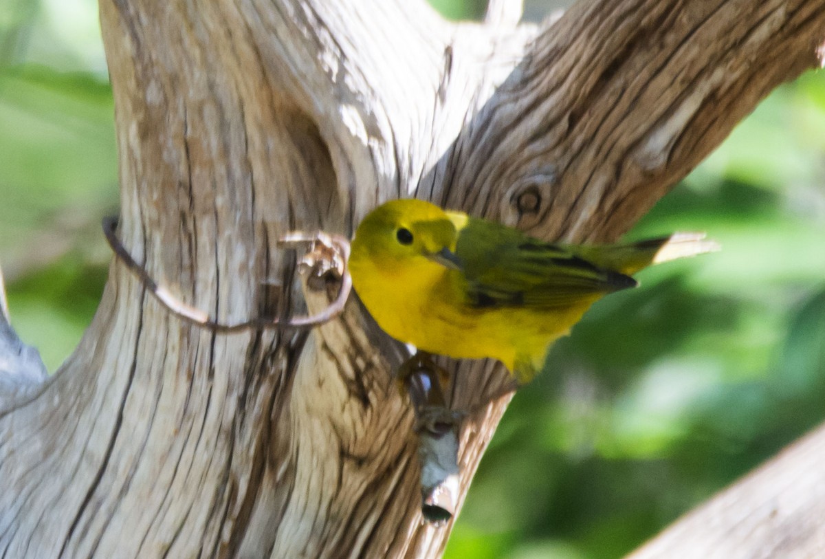 Northern Yellow Warbler - ML646722972