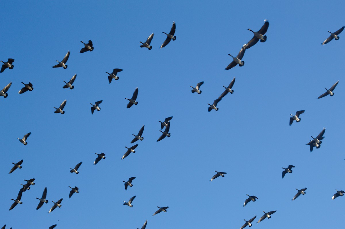 Cackling Goose - ML646722973