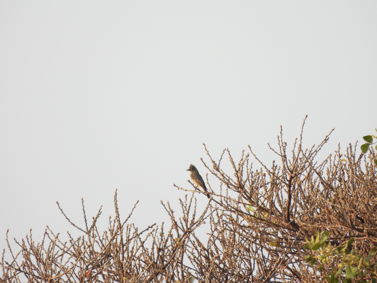 Greater Pewee - ML646722976