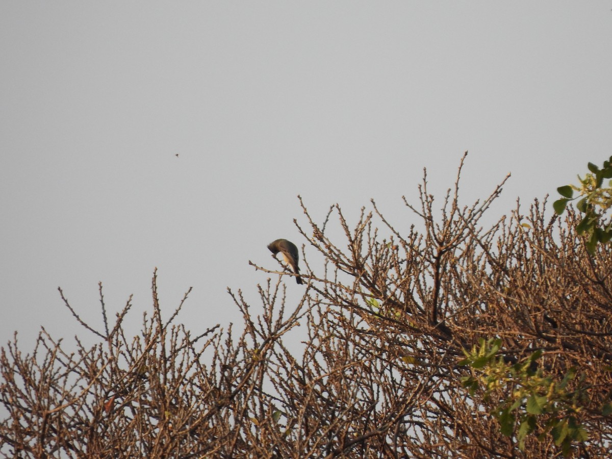 Greater Pewee - ML646722977