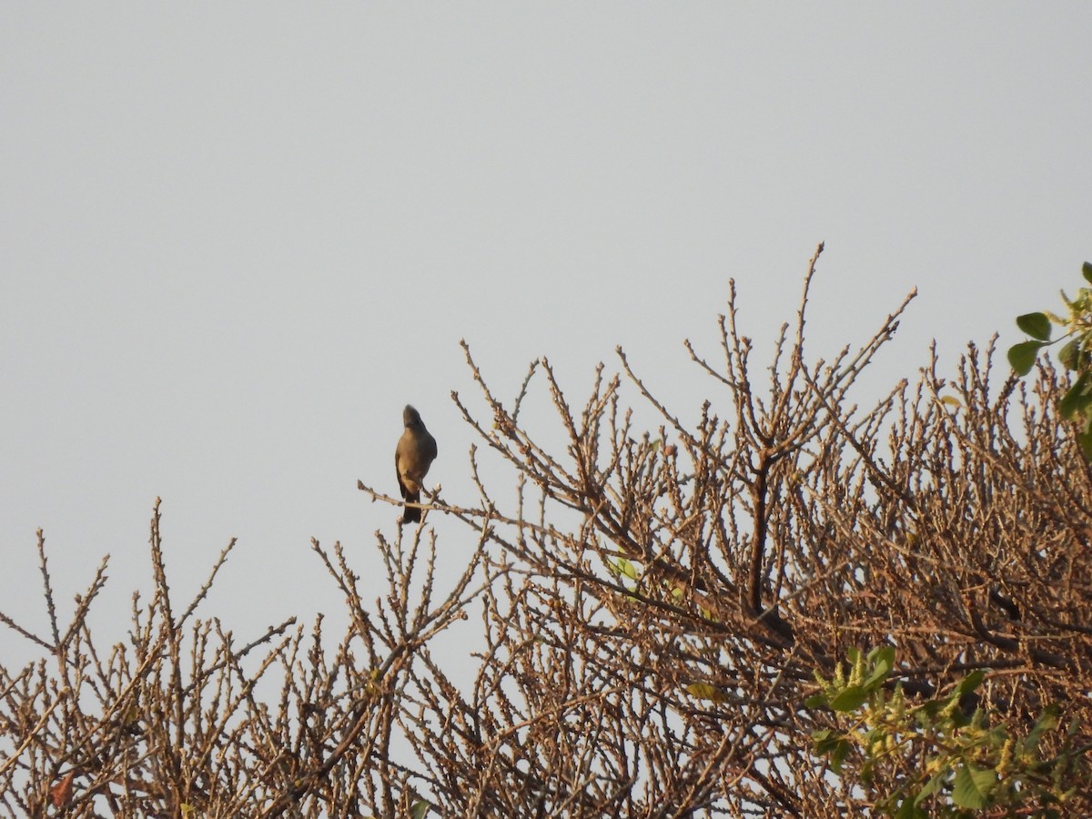 Greater Pewee - ML646722978