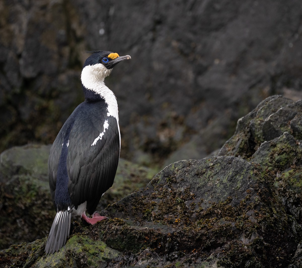 Imperial Cormorant (South Georgia) - ML646722979