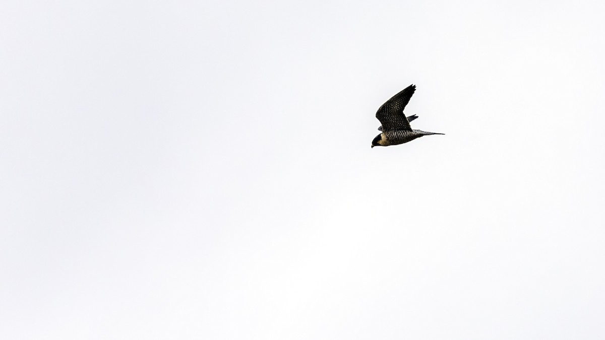 ハヤブサ - ML646722980