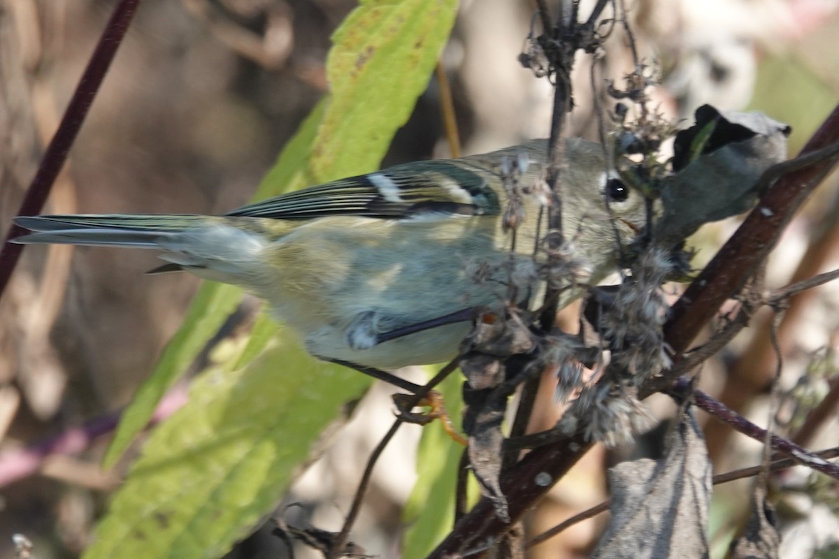 Ruby-crowned Kinglet - ML646722981