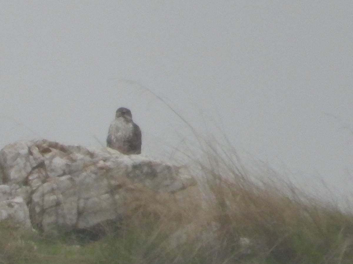 Präriefalke - ML646722982