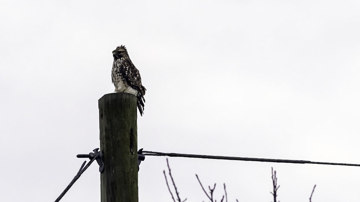 カタアカノスリ - ML646722983