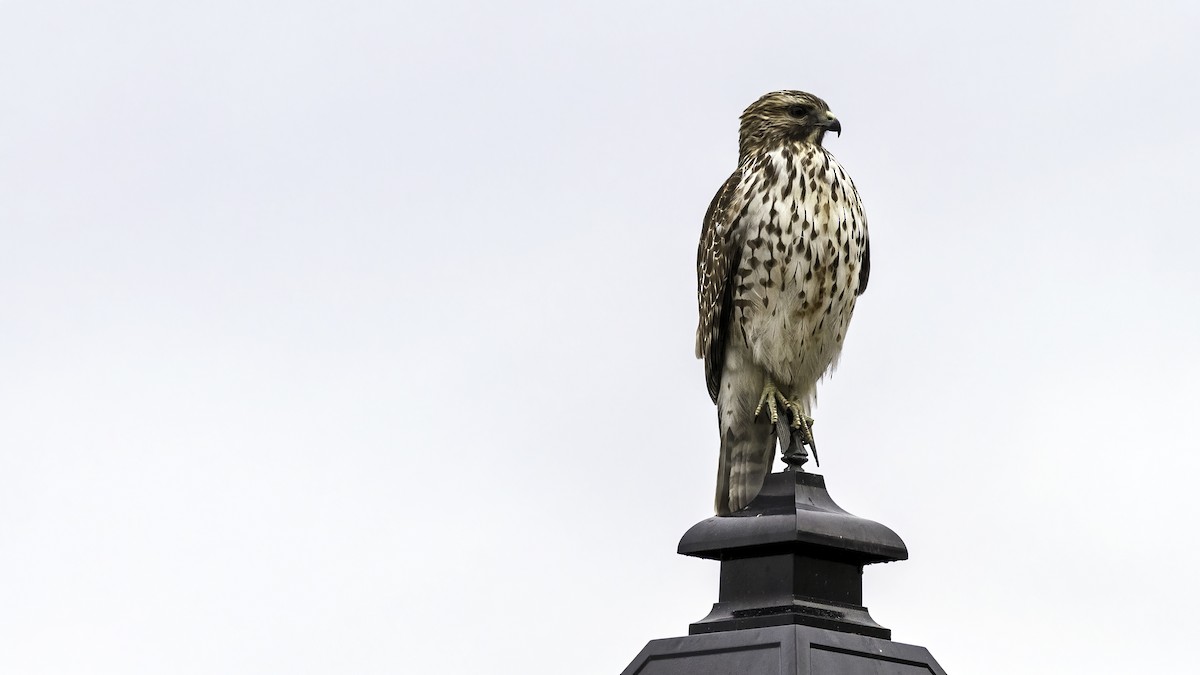 カタアカノスリ - ML646722984