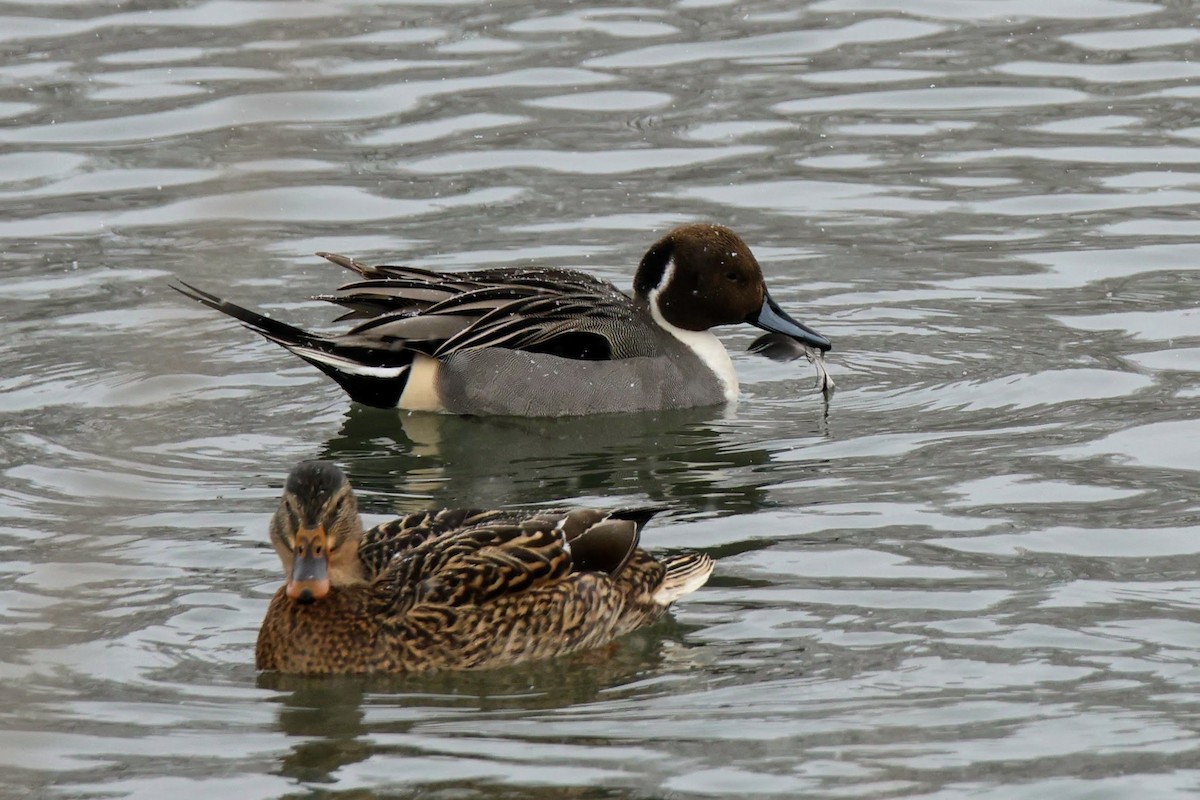 Шилохвость - ML646722985