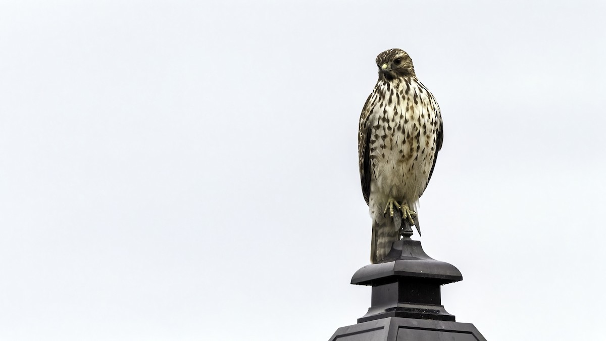 カタアカノスリ - ML646722986