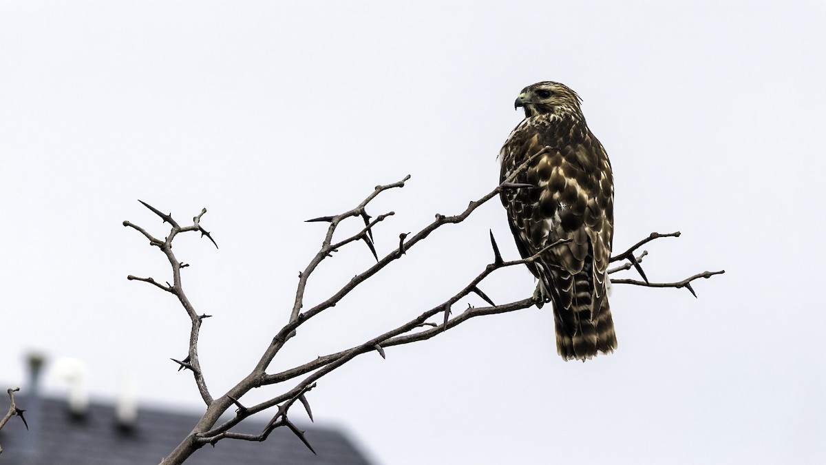 カタアカノスリ - ML646722987