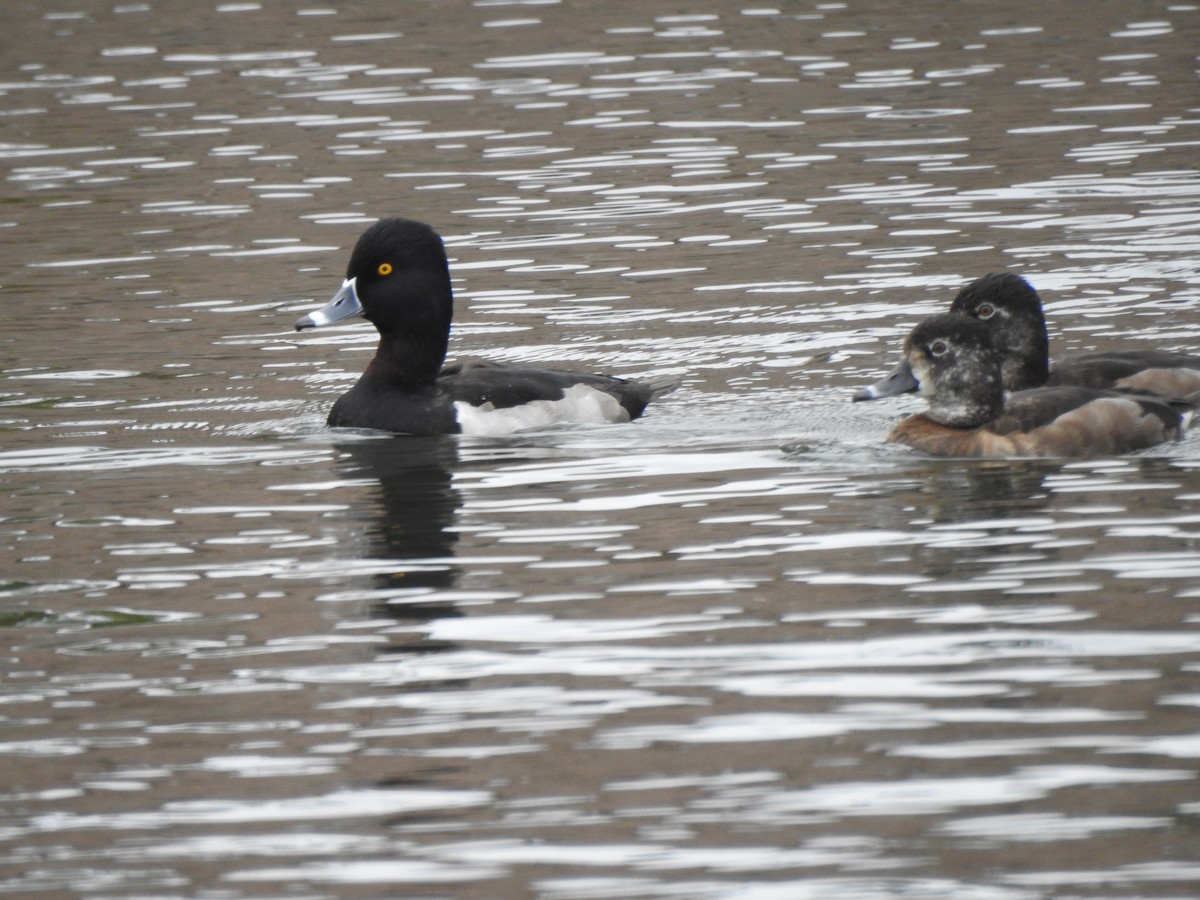 Fuligule à collier - ML646722992