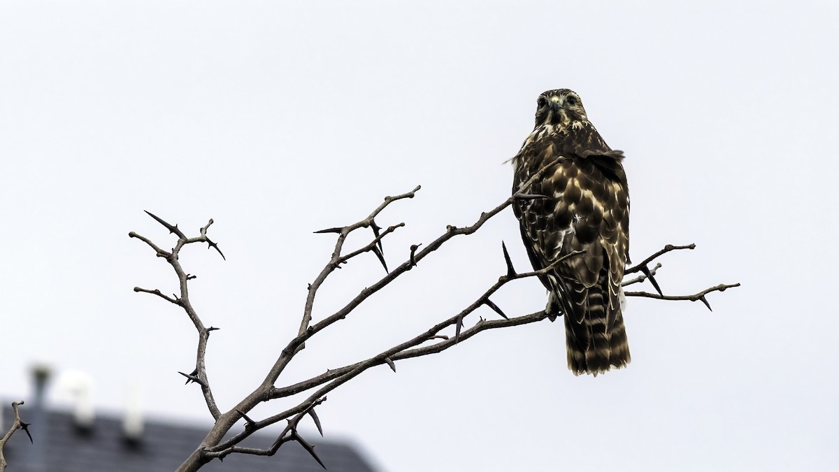 カタアカノスリ - ML646722993