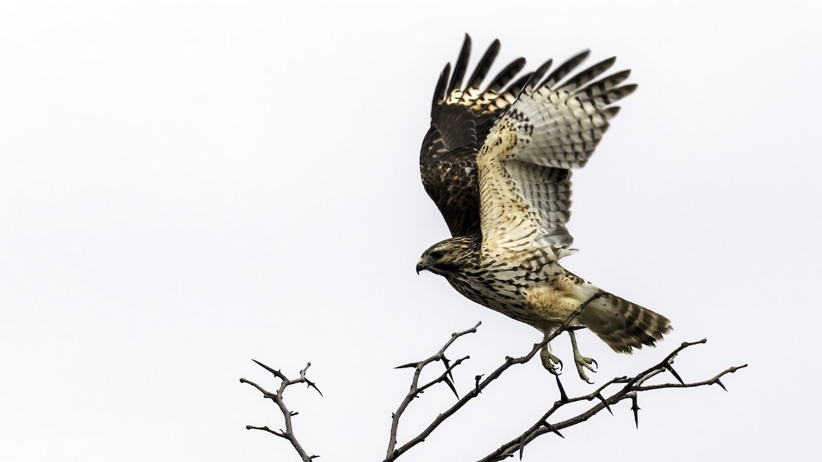 カタアカノスリ - ML646722995