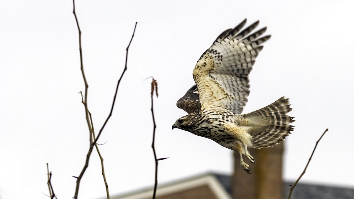 カタアカノスリ - ML646722996