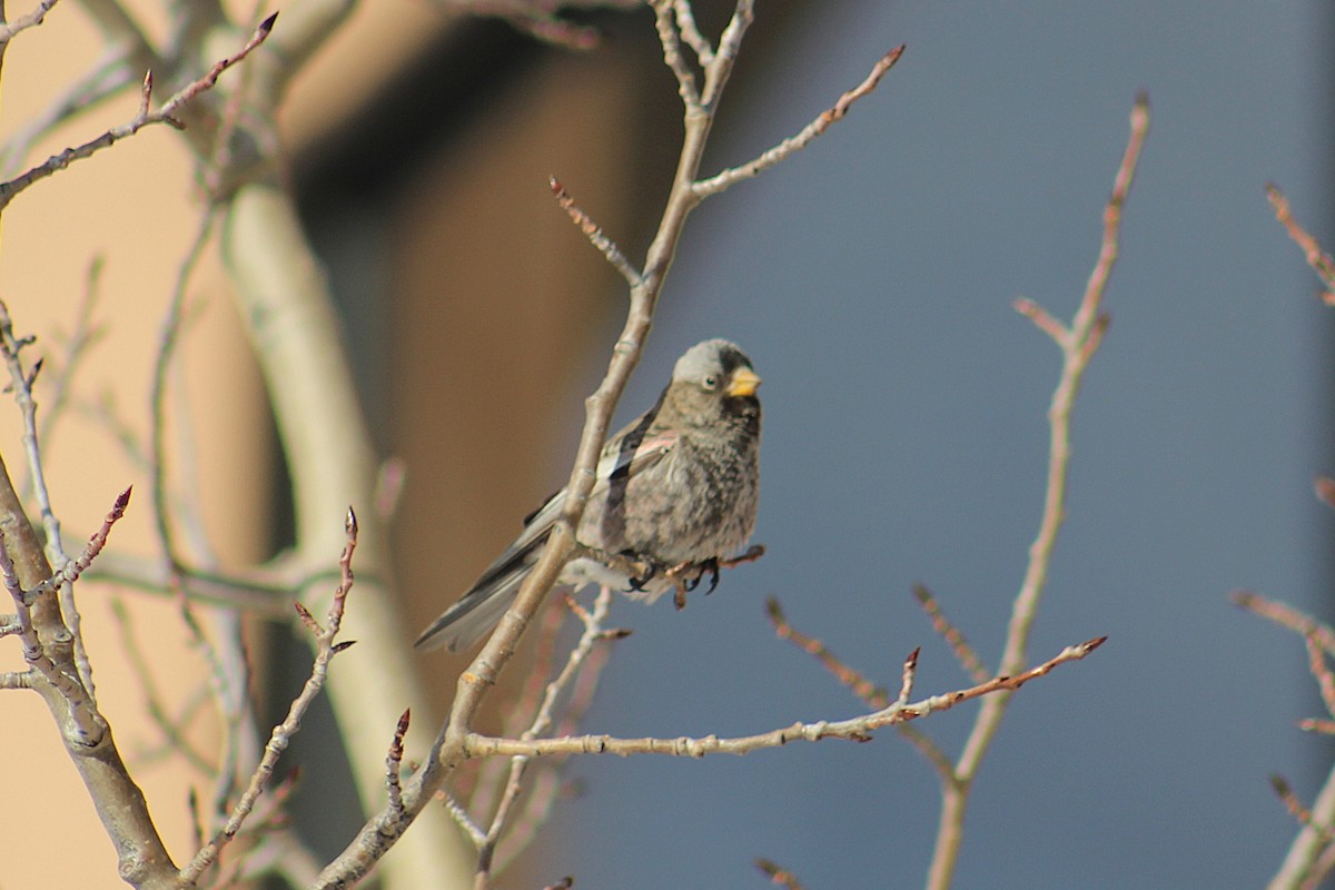 Gray-crowned Rosy-Finch (Gray-crowned) - ML646722997
