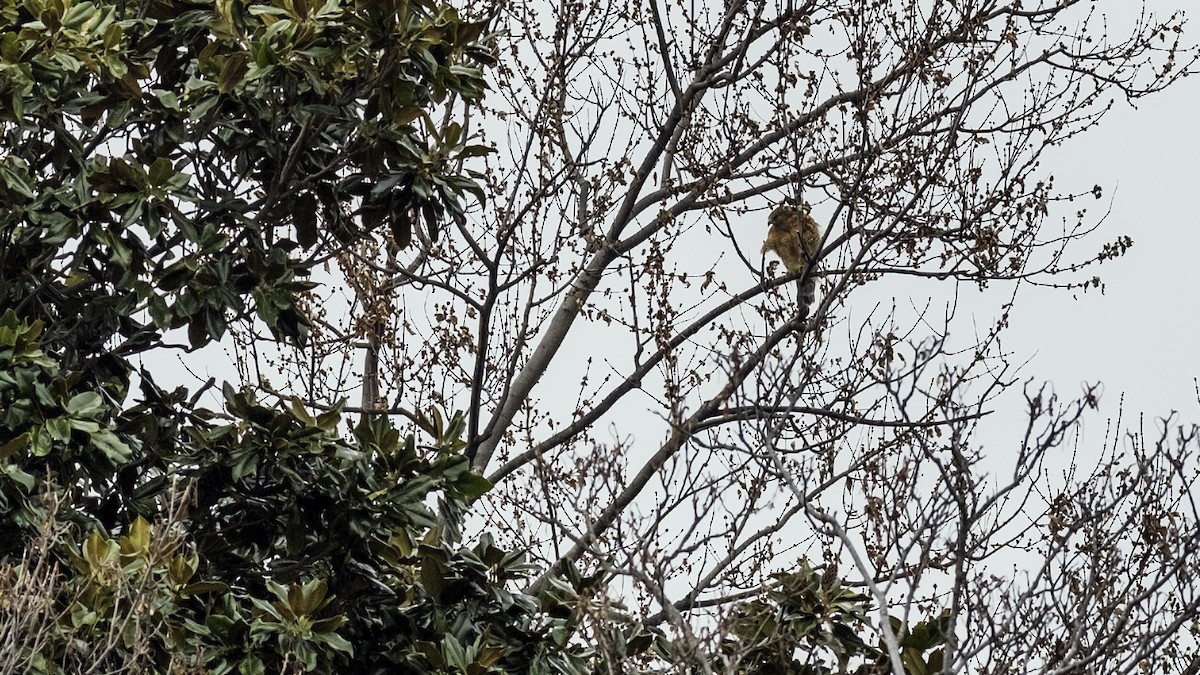 カタアカノスリ - ML646722998