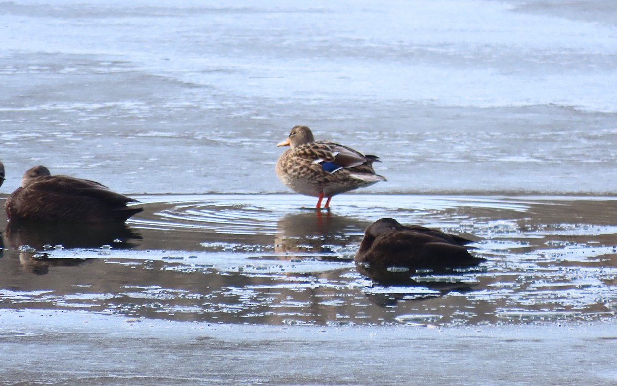 stokkand - ML646722999