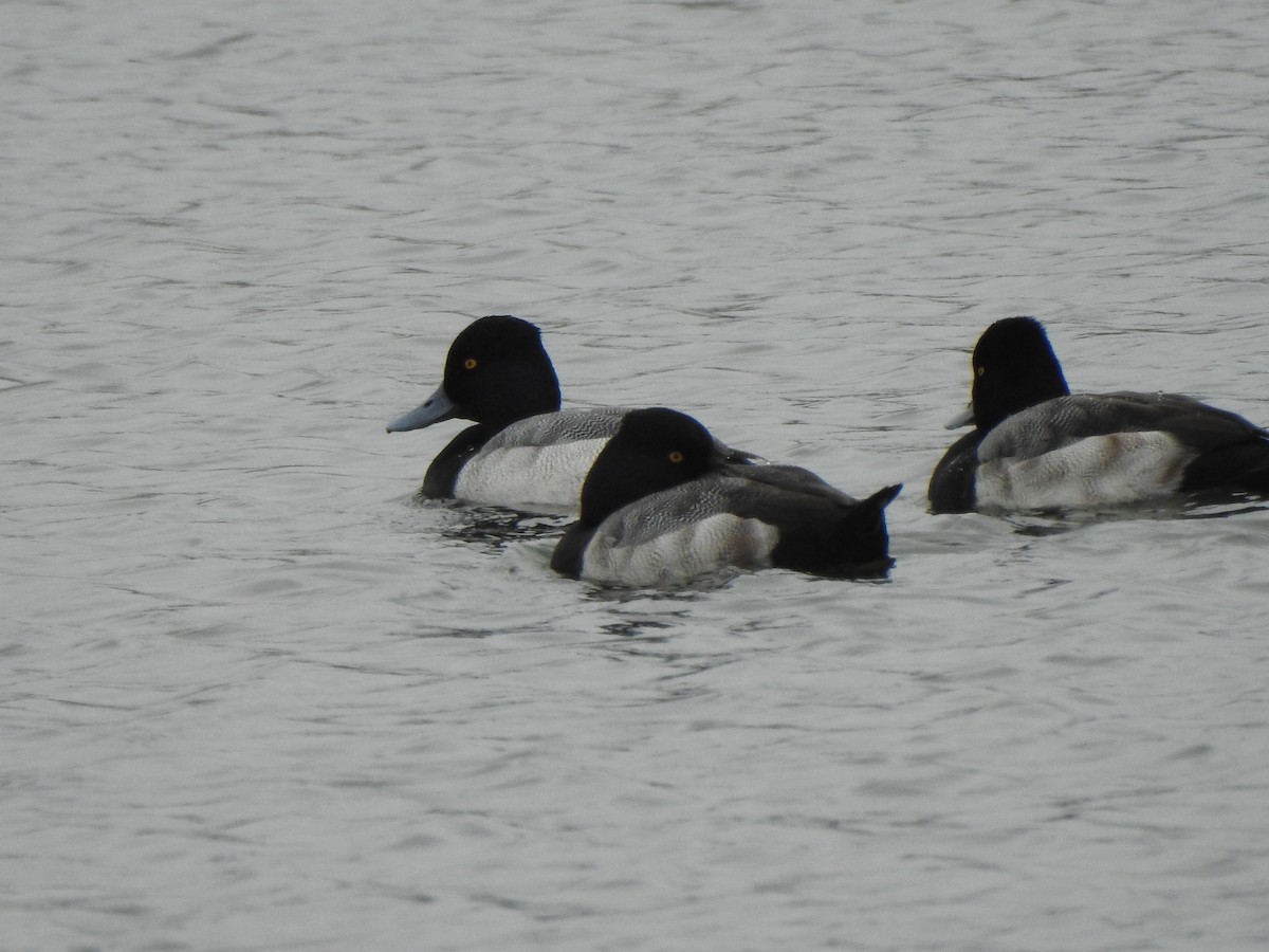 Petit Fuligule - ML646723000