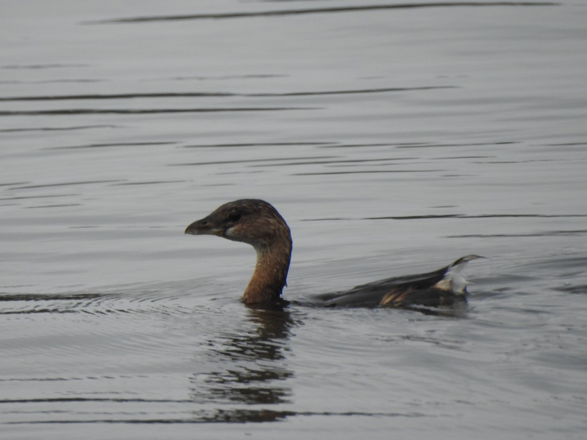 Grèbe à bec bigarré - ML646723002