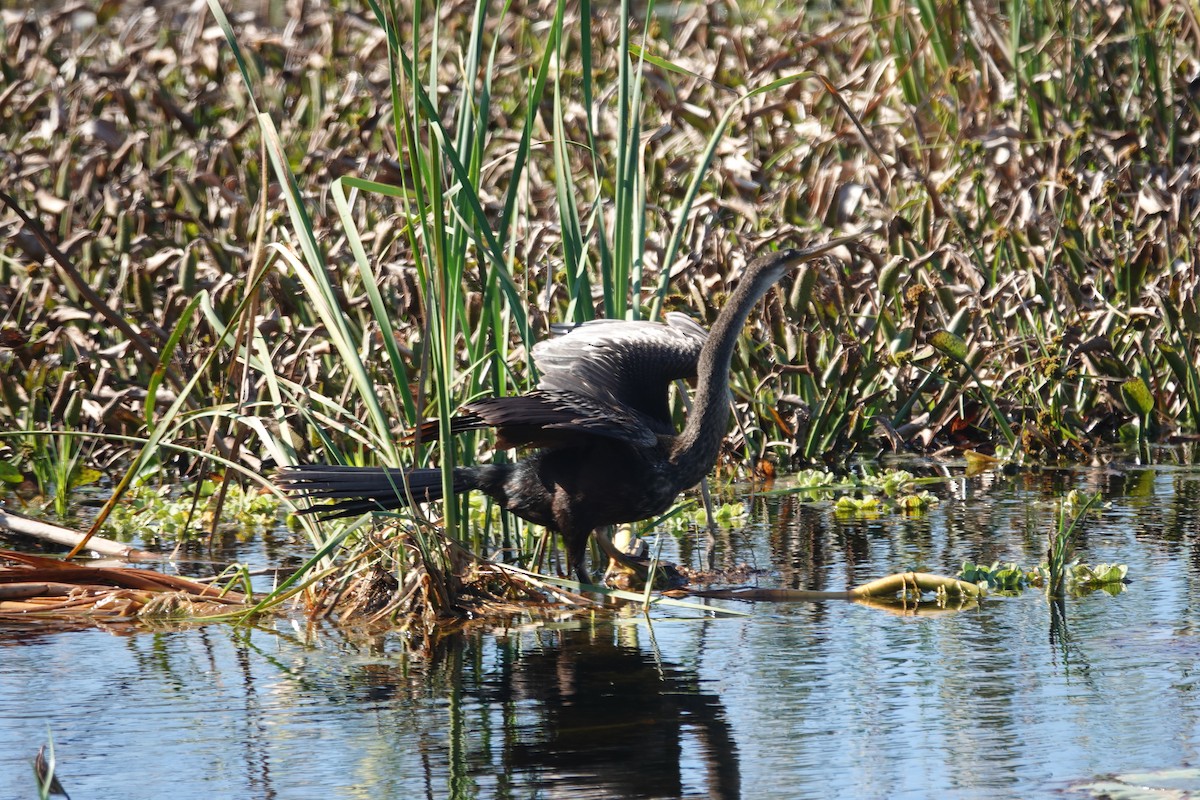Anhinga Americana - ML646723003