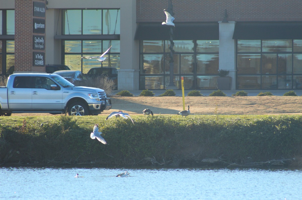 Canada Goose - ML646723004