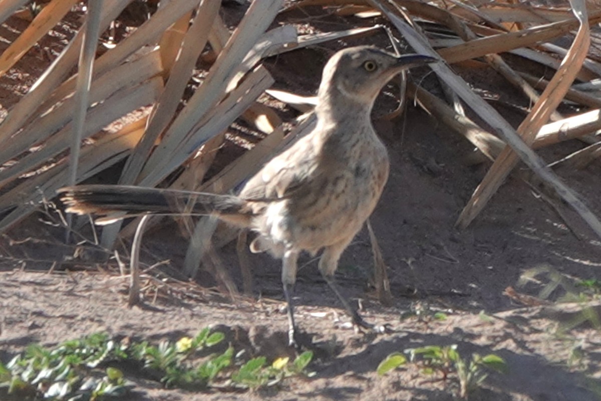 drozdec sonorský - ML646723005