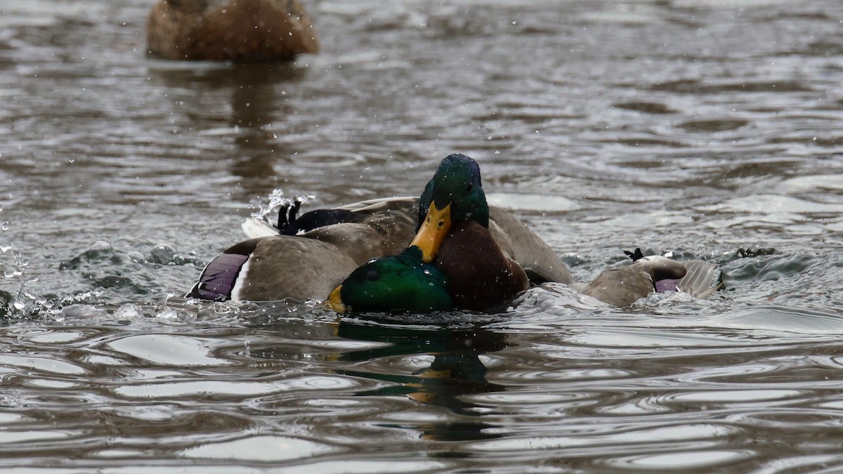 Кряква - ML646723006