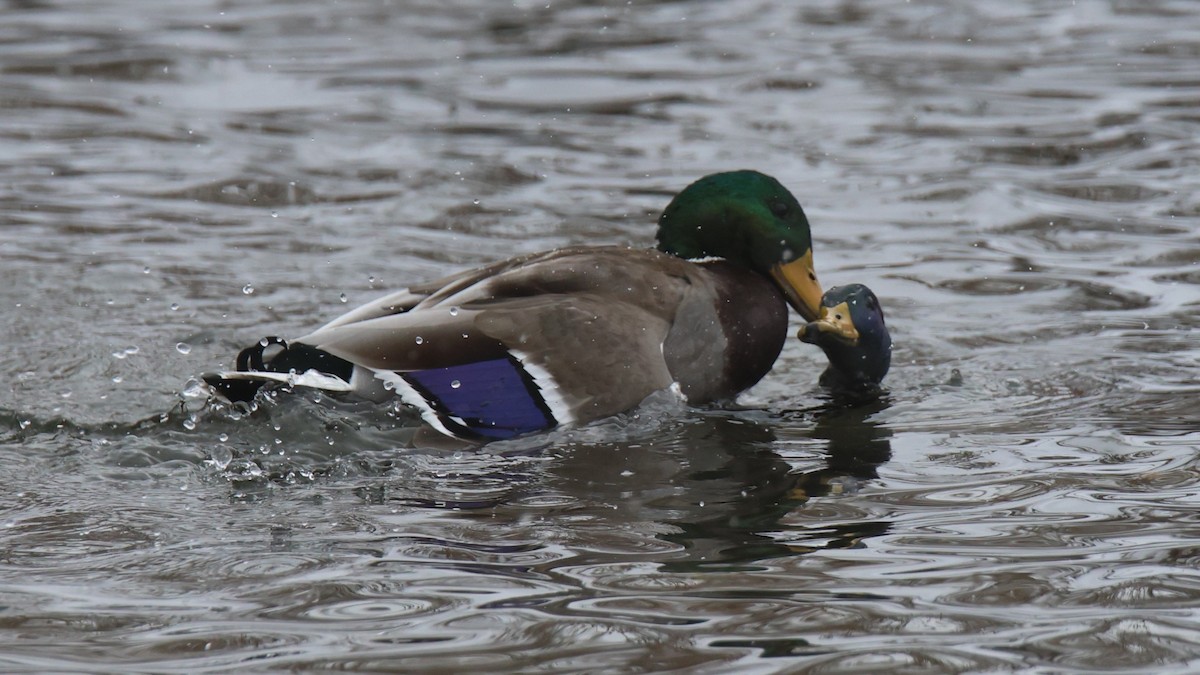 Кряква - ML646723007