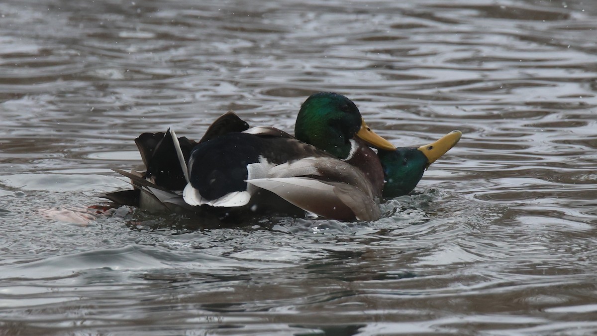 Кряква - ML646723008