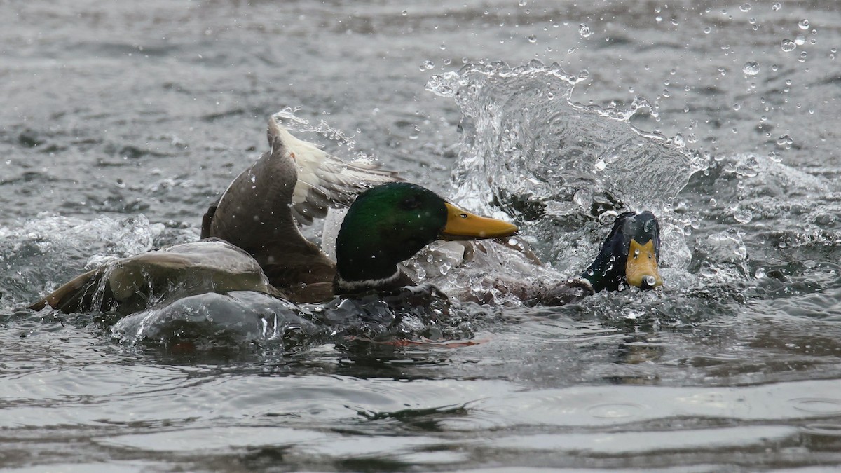 Кряква - ML646723009