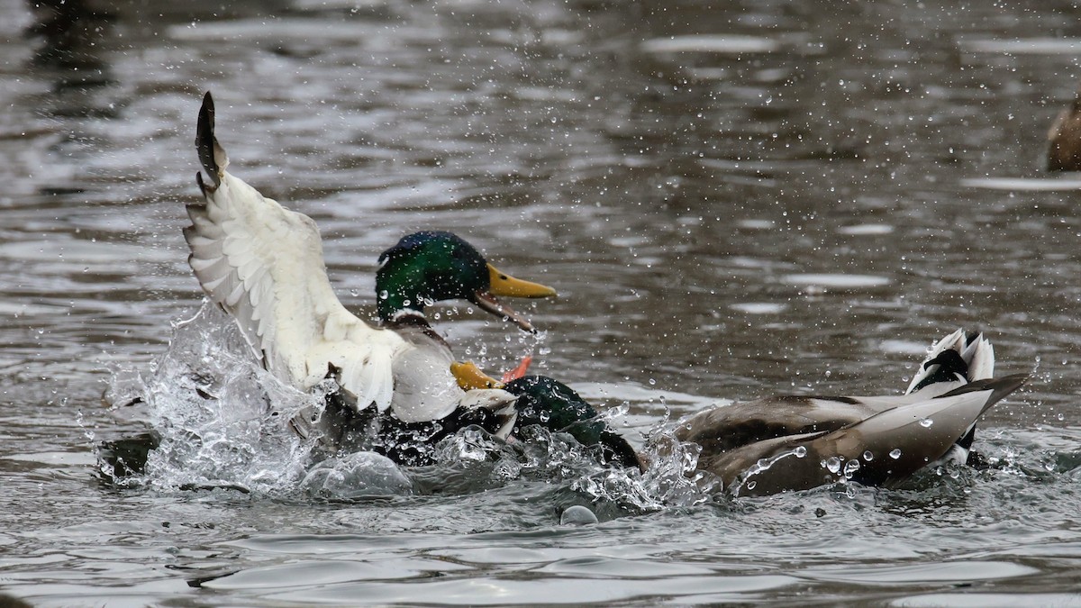 Кряква - ML646723010