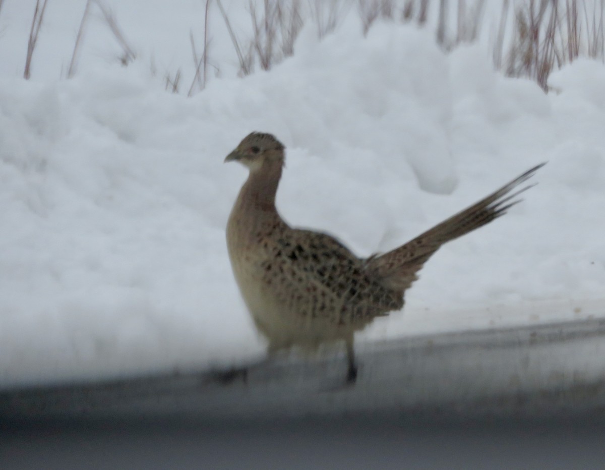 Фазан звичайний - ML646723011