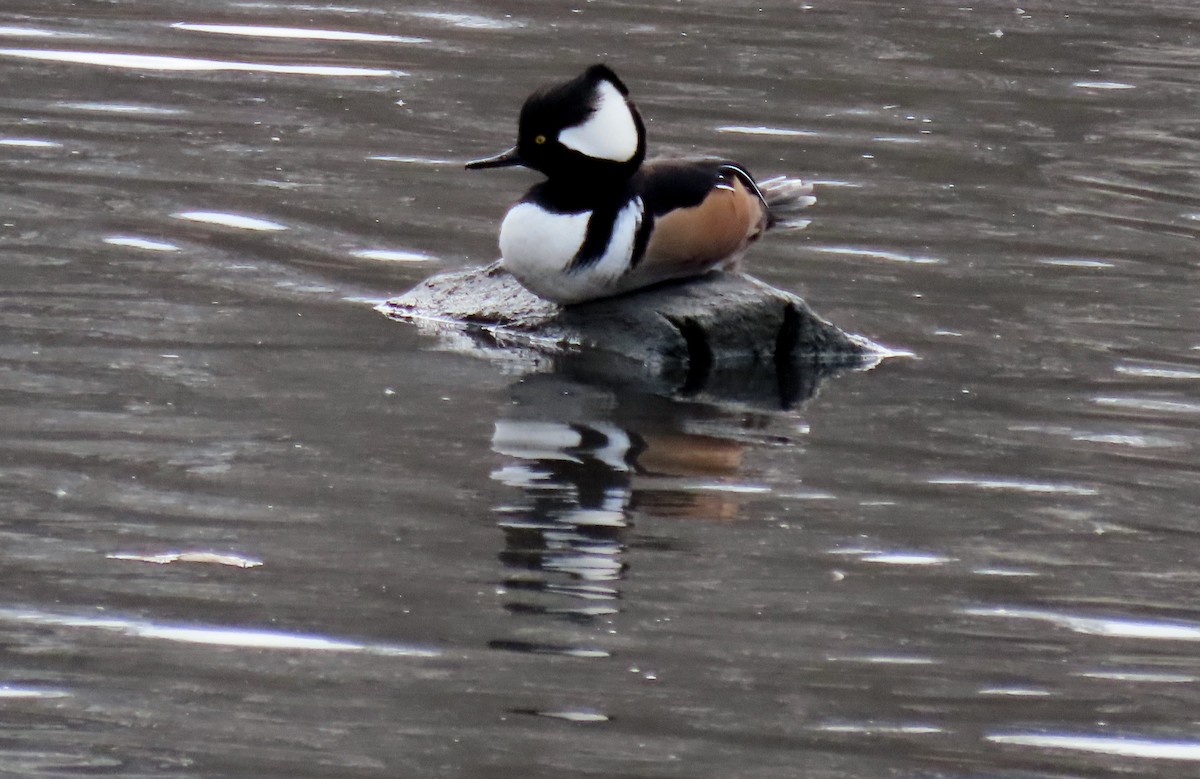 Zerra buruhandia - ML646723013