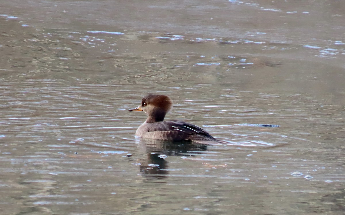 Zerra buruhandia - ML646723015