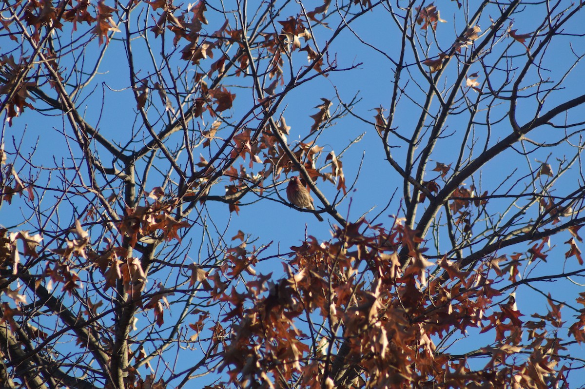 House Finch - ML646723016