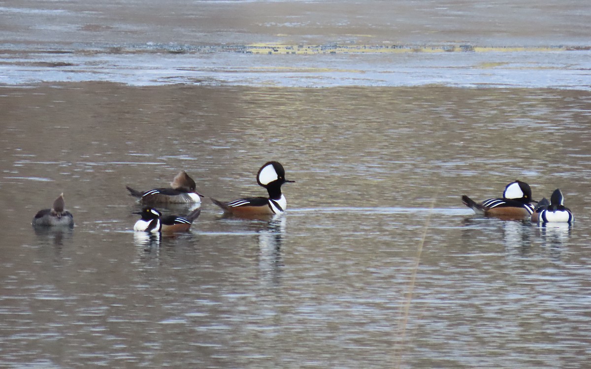 Zerra buruhandia - ML646723021